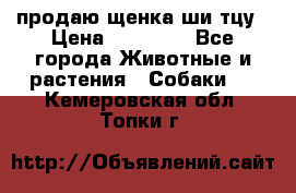 продаю щенка ши-тцу › Цена ­ 10 000 - Все города Животные и растения » Собаки   . Кемеровская обл.,Топки г.